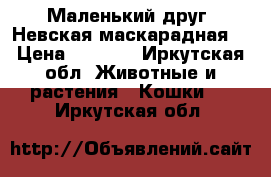 Маленький друг. Невская маскарадная  › Цена ­ 3 000 - Иркутская обл. Животные и растения » Кошки   . Иркутская обл.